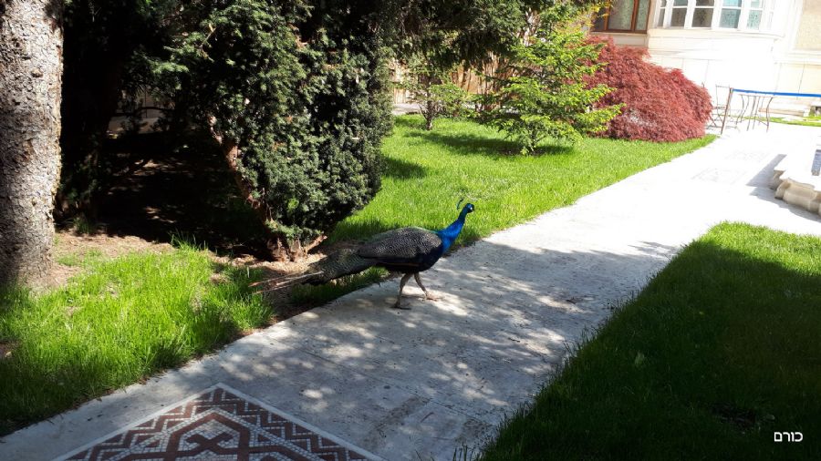 רומניה פסח 2019